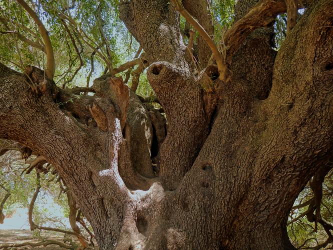 Baum und Bäume