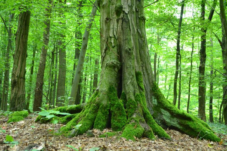 Baum und Bäume
