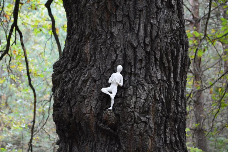 Baum und Bäume