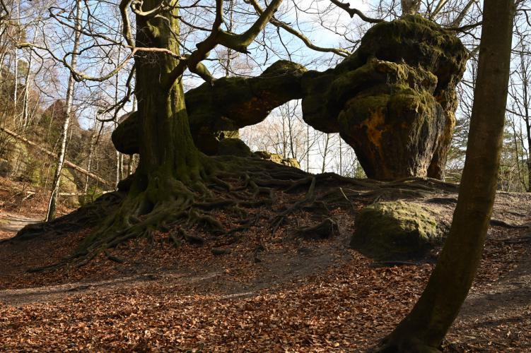 Baum und Bäume