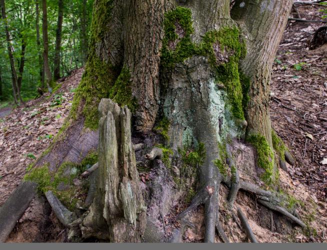 Baum und Bäume
