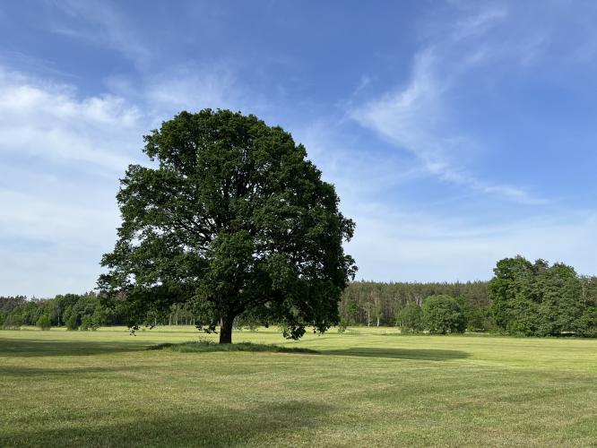 Baum und Bäume