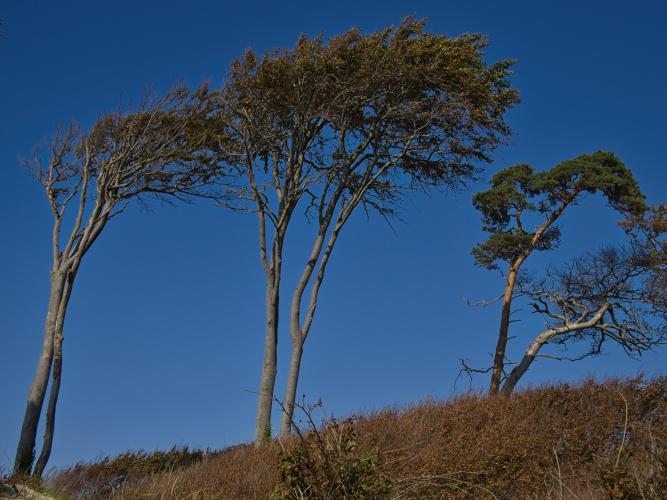 Baum und Bäume