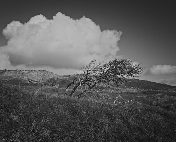 Baum und Bäume